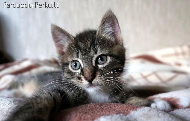 DOVANOJAME KAČIUKĄ