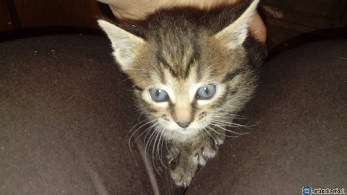 Dovanojame kaciukus!!