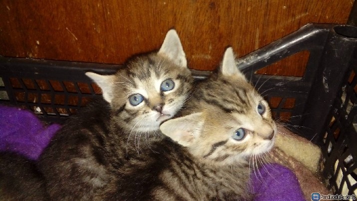 Dovanojame kaciukus!!