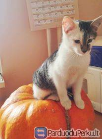 Dovanojame katinėlį Cukrų