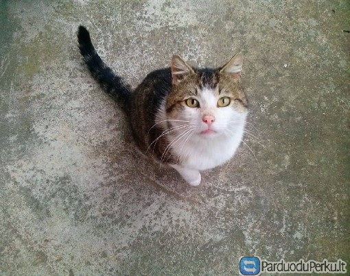 Dovanojame katinėlį  Lumą