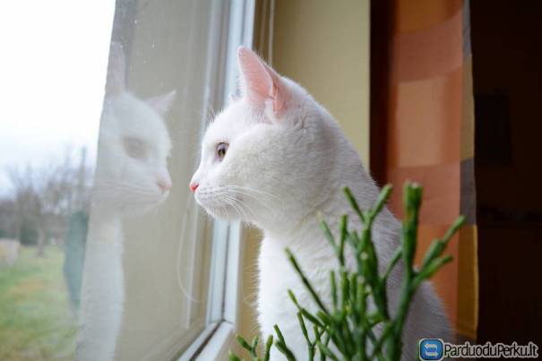 Dovanojame katinuką Naglį