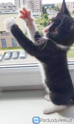 Dovanojame katytes Mylu ir Hisą