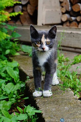 Dovanojame linksmas katytes