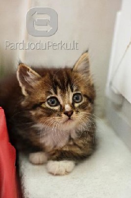 Dovanojami 1,5 mėn. kačiukai (raini, juodi)