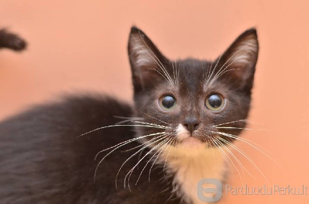 Dovanojami 2,5 mėn. linksmi kačiukai šachmatukai!