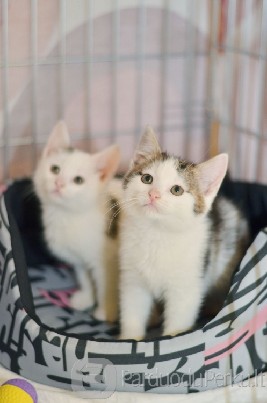 Dovanojami 2,5 mėn. skiepyti kačiukai