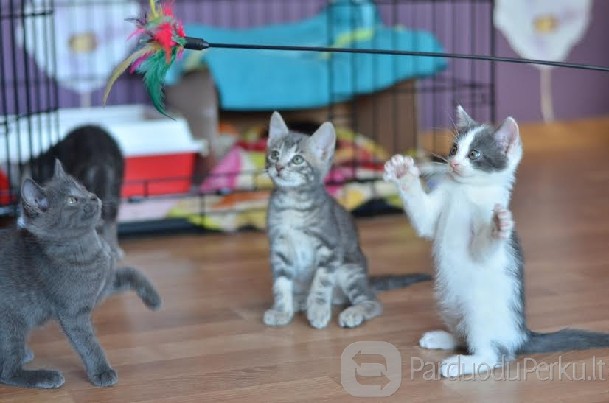 Dovanojami 2 mėn. išskirtiniai kačiukai!