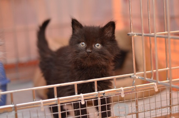 Dovanojami 2 mėn. kačiukai pūkuotukai!