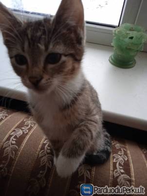 Dovanojami 2 mėn. meilūs, gražūs rainiukai