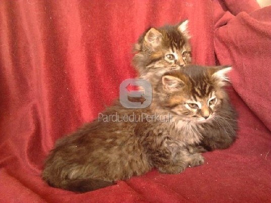 Dovanojami 2 mėn. pūkuoti kačiukai