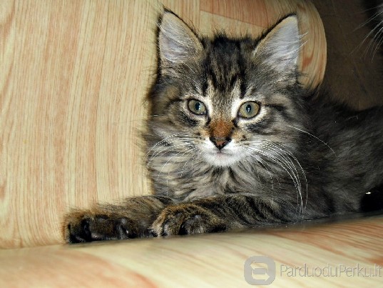 Dovanojami 2 mėn. pūkuoti kačiukai