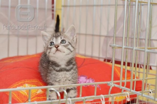 Dovanojami 2 mėn. žavūs kačiukai