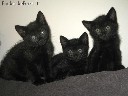 Dovanojami 2 mėn. juodi kačiukai ir katytės