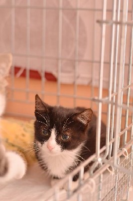 Dovanojami 3-4 mėn. gražuoliai kačiukai!