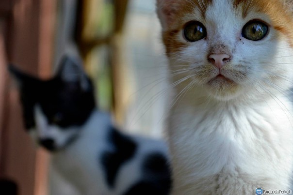 Dovanojami 4 kačiukai