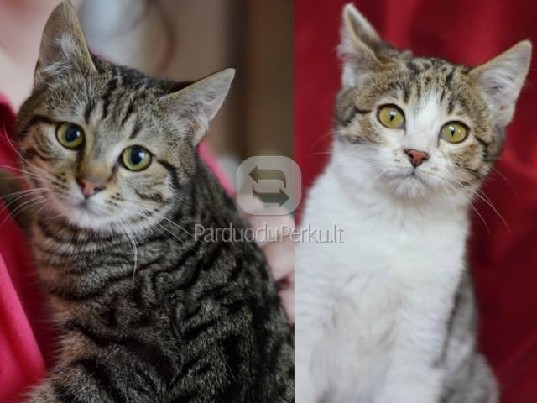 Dovanojami 4 mėn. gražuoliai kačiukai