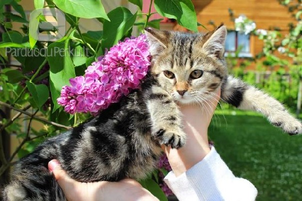 Dovanojami fantastiški maži kačiukai