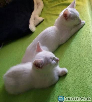 Dovanojami kaciukai - balti ir raini. 5men