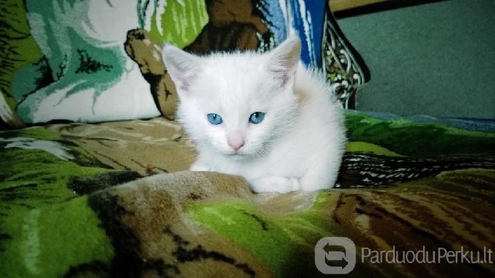 Dovanojami kačiukai