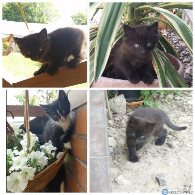 Dovanojami kačiukai!