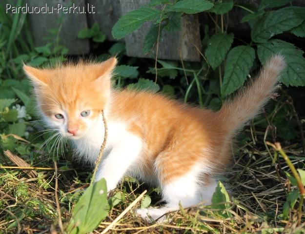 Dovanojami katinukai