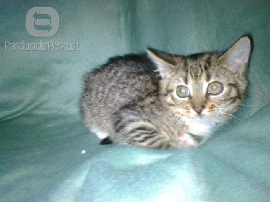 Dovanojami maži kačiukai (raini, juodi)