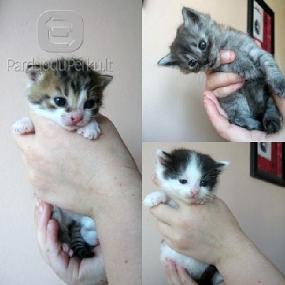 Dovanojami maži kačiukai