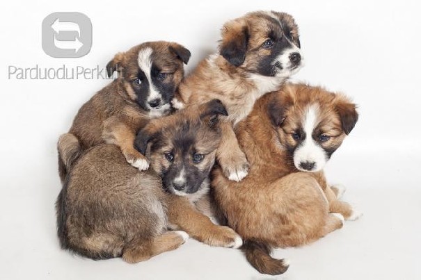 Dovanojami maži šuniukai