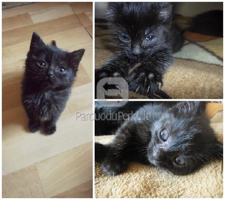 DOVANOJAMI maži, žavūs kačiukai