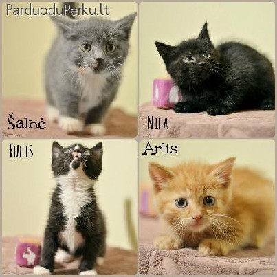 Dovanojami nuostabūs 2 mėn. kačiukai