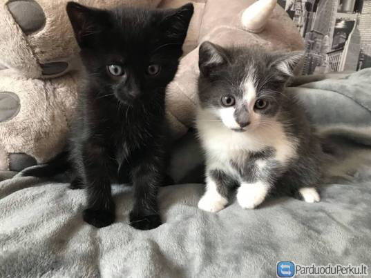 Dovanojami nuostabūs kačiukai