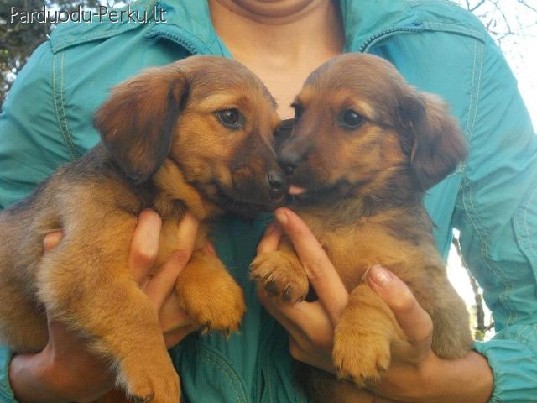 Dovanojami taksiukai!