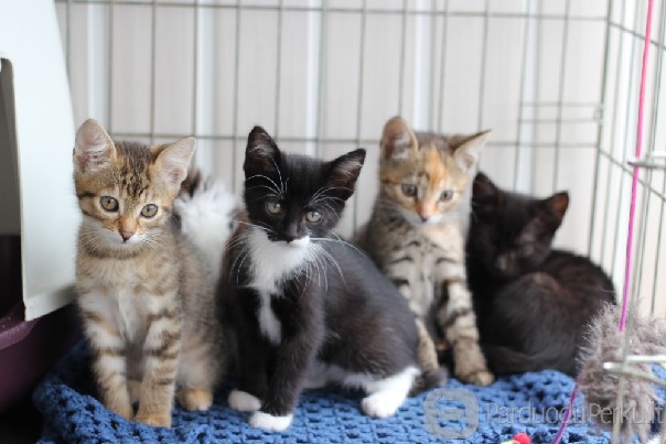 Dovanojami žavūs, maži, sveiki kačiukai!