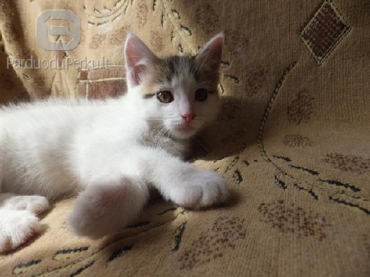 Dovanojamos 1,5 mėn. katytės