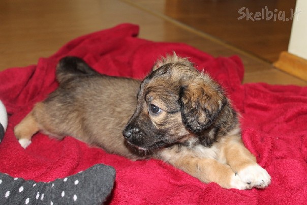 Dovanojamos 2 mėn kalytės