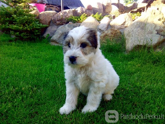 Dovanojamos 2 mėn. nuostabios kalytės