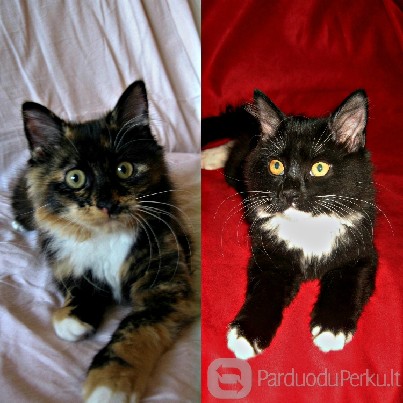 Dovanojamos 3 mėn. pūkuotos katytės