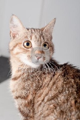 Dovanojamos 5 mėn. rainos katytės