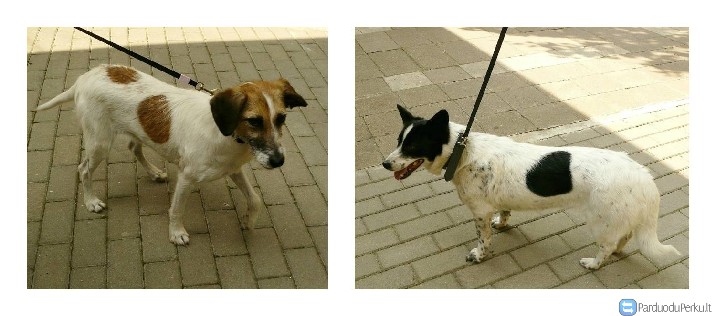 Dovanojamos Aika ir Ledi