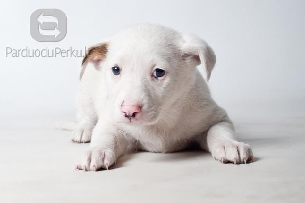 Dovanojamos mažos kalytės