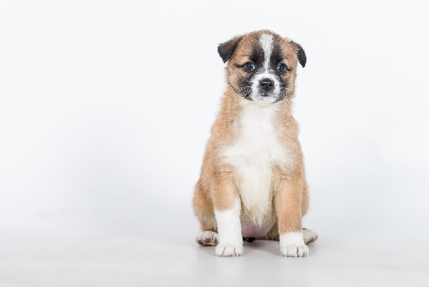 Dovanojamos penkios mažos kalytės