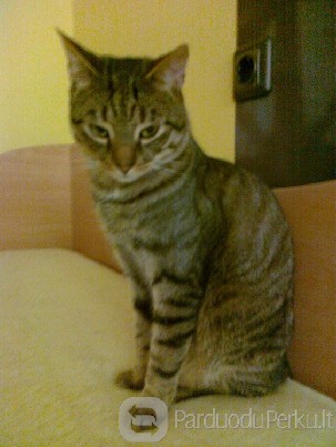 dovanoju 2m. katiną