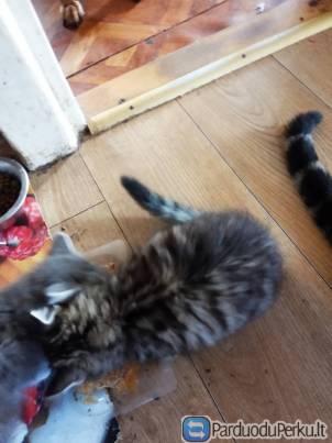 Dovanoju 3 kačiukus