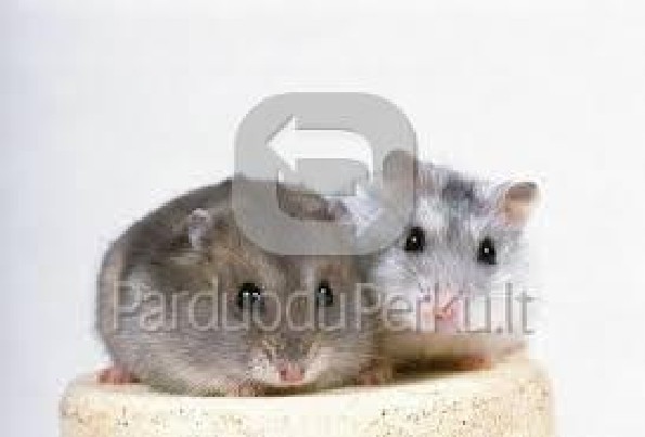 dovanoju dziungarijos ziurkenus