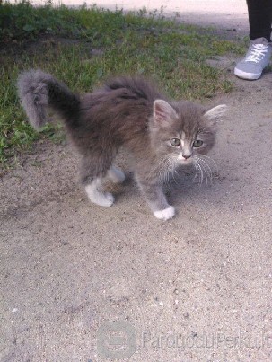 Dovanoju gražų kačiuką