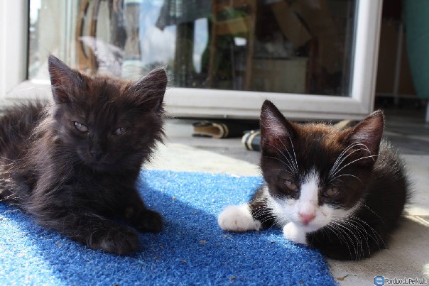 Dovanoju gražius kačiukus