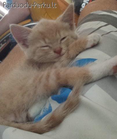 Dovanoju kaciukus skubiai!!
