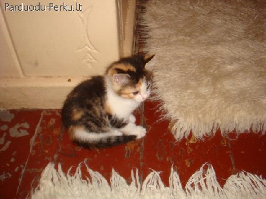 dovanoju kaciukus