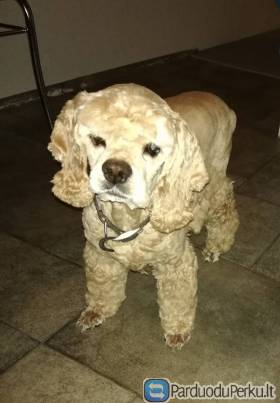 Dovanoju patelę amerikiečių koker spanielis